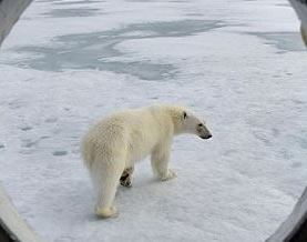 北极熊欲偷游船厨房食物 被摄影师拍下趣照
