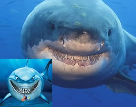 摄影师拍到14吨重大白鲨对摄像机咧嘴“微笑”