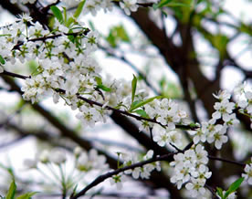 谢文艺：屋后梨花