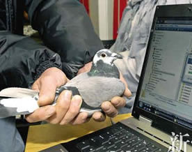 南非一公司因网速太慢改用信鸽传递数据