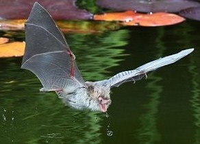 摄影师拍下蝙蝠俯冲喝水瞬间 露出粉红小舌头
