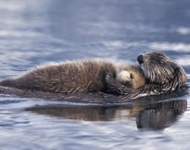 最温馨场面：水獭宝宝在妈妈怀中酣睡过河