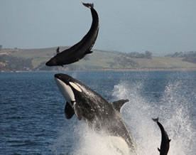 杀人鲸上演猎食秀：将海豚抛上高空撞断脊柱