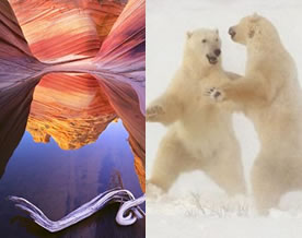 地球日40年十佳自然照：北极熊摔跤VS暮光里的大象