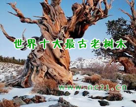 世界十大最古老树木盘点