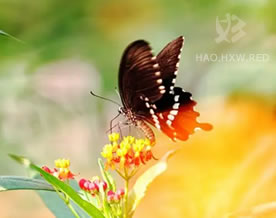 姚梦痕：蝶恋花｜dié liàn huā